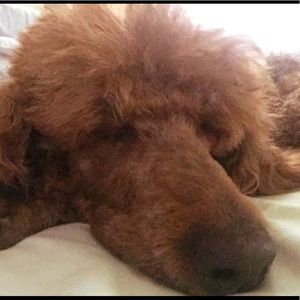 Meet your Posher, Geri